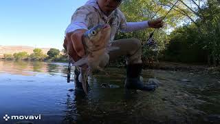 Splittail caught on the OutKaster micro 8g Keylime [upl. by Nyved]