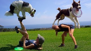 Amazing Trick Dogs THE SUPER COLLIES World Record [upl. by Soigroeg674]