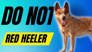 7 Reasons You SHOULD NOT Get a Red Heeler  Australian Cattle Dog [upl. by Stroup]