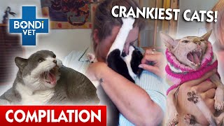 Crankiest Cats  😾  Bondi Vet Compilation  Bondi Vet [upl. by Irrehs]