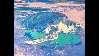 Andy Warhol Turtle A360 [upl. by Pearle]