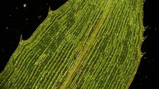 🔬 Cytoplasmic Streaming  movement of chloroplasts  chlorophyll in elodea leaf cells  microscopy [upl. by Htebasil876]