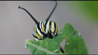 Life Cycle of the Monarch Butterfly [upl. by Llenrub]