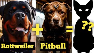 Top 3 Unique Rottweiler Mix Breeds You’ve Never Heard Of [upl. by Gnilyarg497]