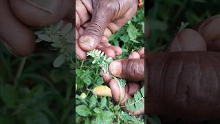 నేల ఉసిరి మీకు తెలుసా plants farming farmer plantslover trees trending tatha krithvi [upl. by Acirdna]