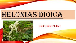 HELONIAS  MEDICINE DESCRIPTION MATERIAMEDICA HOMOEOPATHY [upl. by Lorusso]