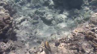 Humuhumunukunukuapuaa Hawaii State Fish in Hanauma Bay [upl. by Nodnek]