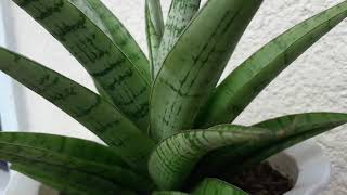 Sansevieria Hyacinthoides  Succulent [upl. by Servais]