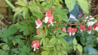 Lamprocapnos  Dicentra spectabilis Bleeding Heart quotValentinequotStrange flowers on a plant for shade [upl. by Mohandas]