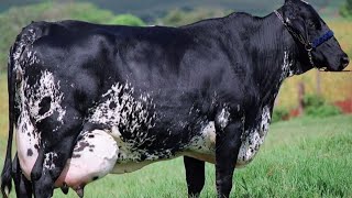 दूध 127 लीटर विश्व रिकॉर्ड गिरलैंडो गाय Girolando cow world record Highest Highest milking producing [upl. by Akena592]