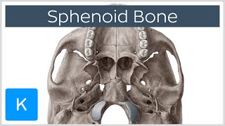 Sphenoid Bone  Definition Location amp Function  Human Anatomy  Kenhub [upl. by Thom]