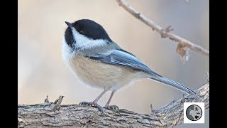 Chant de la mésange à tête noireSong of the Blackcapped Chickadee [upl. by Aicella]