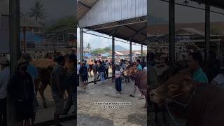 The situation of the livestock market in the afternoon 😊livestock livestockmarket cattle [upl. by Barrie330]