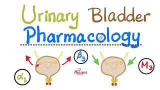 Pharmacology of Urinary Bladder — Detrusor Muscle Sphincters — Alpha Beta Muscarinic Nicotinic [upl. by Ynnatirb504]