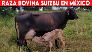 🔴 Raza Bovina SUIZBU En MÈXICO ✅ Vacas Lecheras  Doble Propósito [upl. by Jacobina]