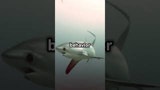 Discover the “Tail Whipping” Thresher Shark sharkweek thresher shark sea marinelife wildlife [upl. by Roseline505]