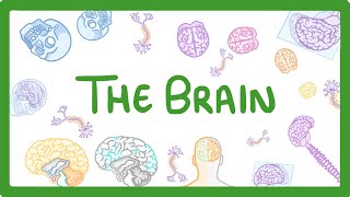 GCSE Biology  The Brain 30 [upl. by Zola]