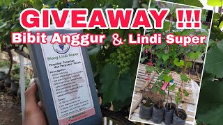 Eps 63  GIVEAWAY ‼️ Mau Bibit Anggur Gratis ⁉️ Yukkk bolo [upl. by Nirehtac]