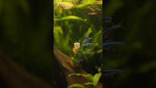 Feeding my honey gourami community aquarium fish tropicalaquarium aquaticplant [upl. by Idnahs34]