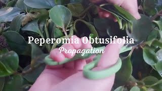 How To Propagate Peperomia From Leaf  Peperomia Obtusifolia Propagation [upl. by Ruscher]