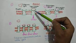 Agonist vs Antagonist drugs [upl. by Ahsoik]