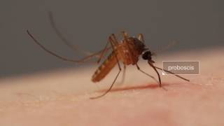 VIDEO PICADA DE MOSQUITO [upl. by Elocan]