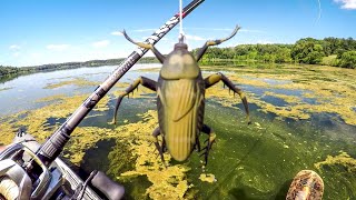 Do Bass Eat Roaches [upl. by Mahgirb]