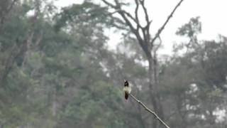 Lophornis helenae  Blackcrested Coquette 02 The smallest hummingbird in Honduras [upl. by Nurat]