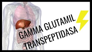 QUE ES LA GAMMA GLUTAMIL TRANSPEPTIDASA GGT [upl. by Ennayt797]