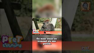 Kan Jij Ook Trommelen zoals een Gorilla  youtubecreatorcommunity [upl. by Halik]