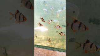 🐟🐟 300 Tiger Barb Fish Fry Hatched Part  3 Day 5 [upl. by Asiuol707]