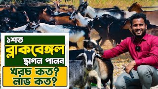 Profitable Goat Farming  ১০০ ব্ল্যাক বেঙ্গল ছাগল পালনে আয় কত খরচ কত দেশি ছাগল পালন পদ্ধতি [upl. by Caundra784]