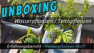 Unboxing Teichpflanzen von Wasserpflanzen Wolff aquaristik erfahrungsbericht [upl. by Nomra]