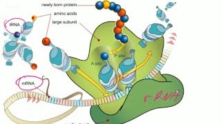 Darmowe Korepetycje z Biologii Genetyka  podstawy molekularne Mitoza i mejoza [upl. by Akilak396]