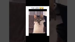 Cat Cake 😂😂😂 funny comedy nature kitten kittens cake love lovely [upl. by Ranit]