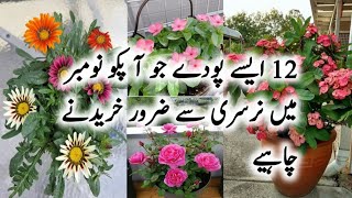 12 Best Flowering plants To Buy In NovemberWinter Flowering plants To GrowPermanent flowers plant [upl. by Gray124]