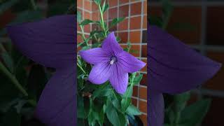 キキョウ アストラが開花した。 20240613 桔梗 ききょうは、夏もあけぼのの時間帯が美しい。Balloon flower Astra Blue Platycodon grandiflorus [upl. by Adamec]