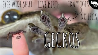 Geckos All of the Geckos  Phylogeny of Lizards [upl. by Roderick218]