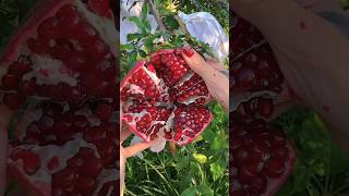 Pomegranate Peeling Skills At Tree  Very Satisfying Video fruit food shorts [upl. by Solim]