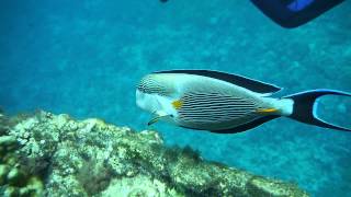 Sohal surgeonfish attacking divers [upl. by Lacey569]