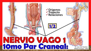 🥇 10mo Par Craneal  NERVIO VAGO 12  Neumogástrico Origen Trayecto y Relaciones [upl. by Nanny793]