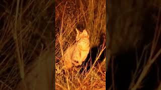 African Wild Cat Sighting [upl. by Giguere]