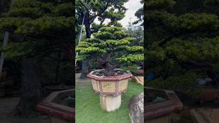 大晶鑽Oversized bonsai of podocarpus podocarpus 晶鑽羅漢松 [upl. by Parrish]