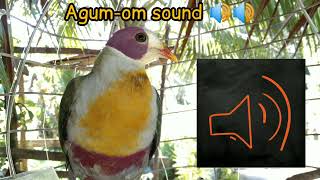 Yellow breasted fruit dove sound  Wild Kingfighter Channel [upl. by Geoff]