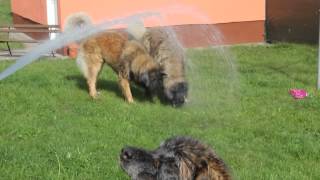 Leonberger Hunde quotvon Schloß Bärenburgquot [upl. by Saleme]