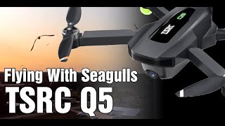 TENSSENX TSRC Q5 Drone Flying with Seagulls  Music by AFYRA [upl. by Auohs]