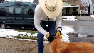 Using the SafeCalm Dog Training Collar on Dominant or Difficult Dogs  Dog Whisperer BCHUCK MCDBRIDE [upl. by Yehudi]