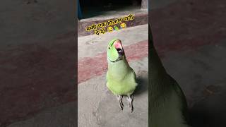 Mummy ek glass pani de do😂🦜🥰shorts mummy mithu parrot funnyparrot funnyvideo funny funnypets [upl. by Geno]