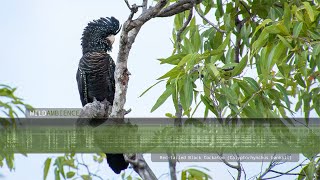 Redtailed Black Cockatoo Calls amp Sounds [upl. by Oirramed351]