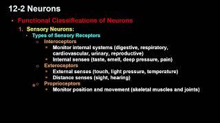 Classifications of Neurons [upl. by Kynan645]